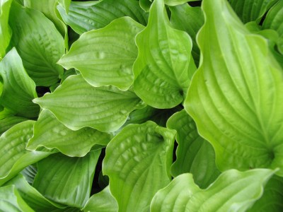 Bild von Hosta x-plantaginea Royal Standard