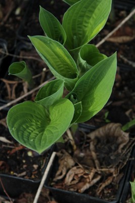 Bild von Hosta sieboldiana