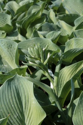 Bild von Hosta sieboldiana Elegans