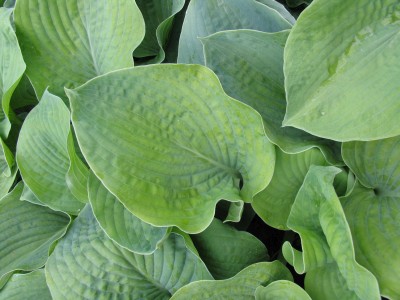 Bild von Hosta sieboldiana Elegans