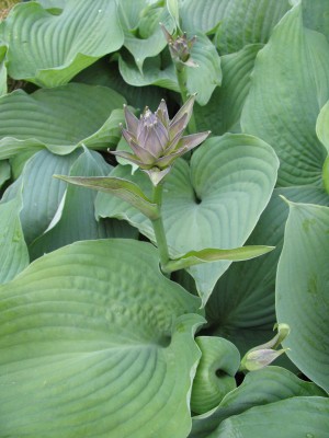 Bild von Hosta sieboldiana Glauca