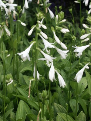 Bild von Hosta sieboldii Alba