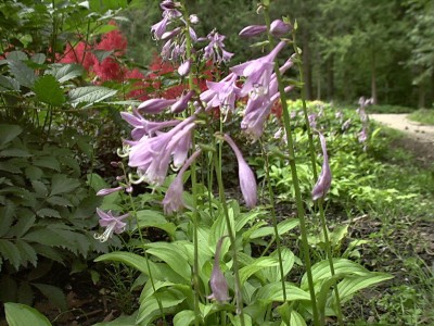 Bild von Hosta sieboldii Lemon-Lime