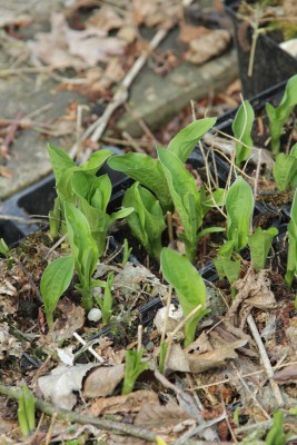 Bild von Hosta sieboldii Snowflakes