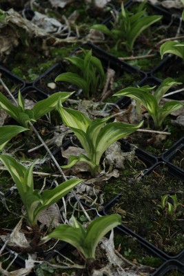 Bild von Hosta undulata Undulata