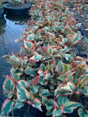 Bild von Houttuynia cordata Variegata