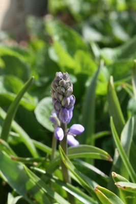 Bild von Hyacinthoides hispanica