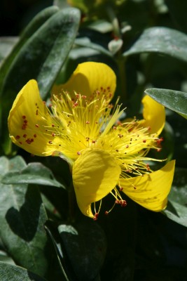 Bild von Hypericum calycinum