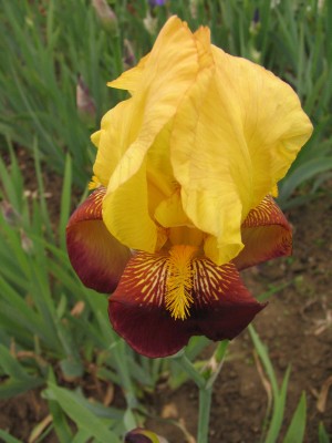 Bild von Iris x-barb.-elatior Accent