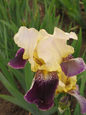 Bild von Iris x-barb.-elatior Ambassador