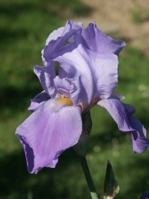 Bild von Iris x-barb.-elatior Blue Rhythm