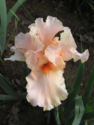 Bild von Iris x-barb.-elatior Buisson de Roses