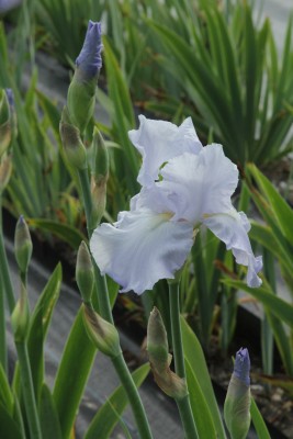 Bild von Iris x-barb.-elatior Blue-Sapphire