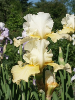 Bild von Iris x-barb.-elatior Echo de France