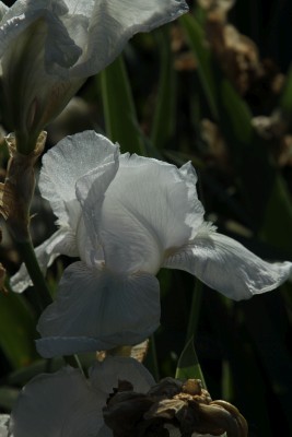 Bild von Iris x-barb.-elatior English Cottage