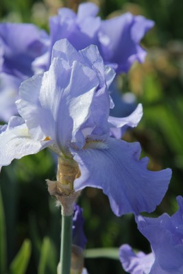 Bild von Iris x-barb.-elat. Sapphire-Hills