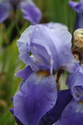 Bild von Iris x-barb.-elatior Harbor Blue