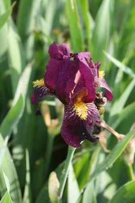 Bild von Iris x-barb.-elatior Ranger