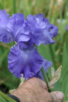 Bild von Iris x-barb.-elatior Mer de Sud