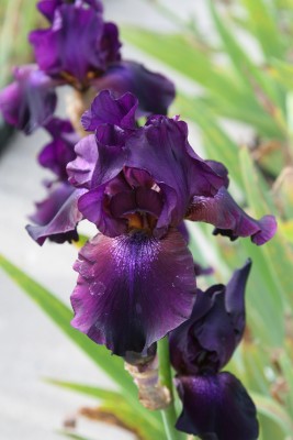 Bild von Iris x-barb.-elatior Night Owl