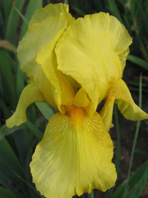 Bild von Iris x-barb.-elatior Ola Kala