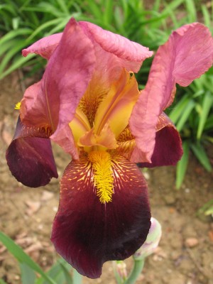 Bild von Iris x-barb.-elatior Red Orchid