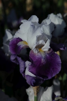 Bild von Iris x-barb.-elatior Snow Mound