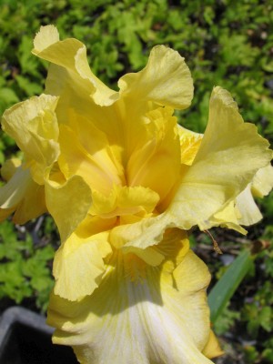 Bild von Iris x-barb.-elatior Smiling-Gold