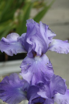 Bild von Iris x-barb.-elatior Violet Music