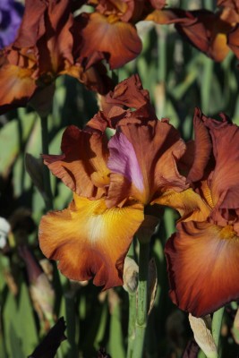 Bild von Iris x-barb.-elatior Terre de Feu