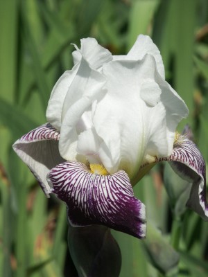 Bild von Iris x-barb.-elatior Wabash