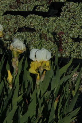 Bild von Iris x-barb.-media Tulip-Festival