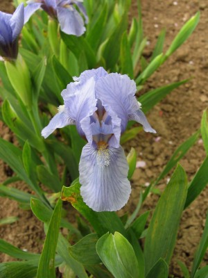 Bild von Iris x-barb.-nana Blue Denim