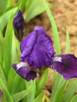 Bild von Iris x-barb.-nana Cyanea