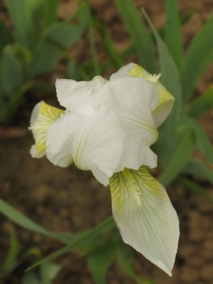 Bild von Iris x-barb.-nana Die Braut