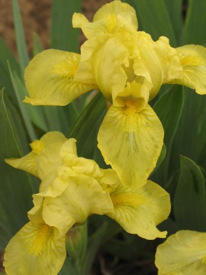 Bild von Iris x-barb.-nana Lutea