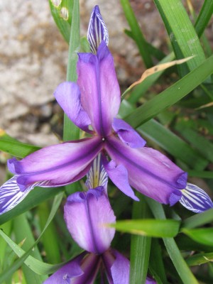 Bild von Iris graminea