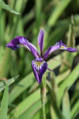 Bild von Iris laevigata