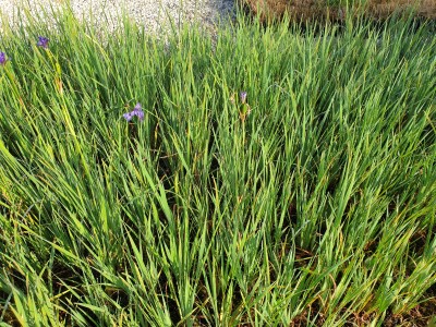 Bild von Iris sibirica