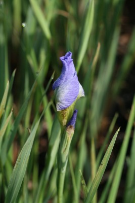 Bild von Iris sibirica Caesars Brother