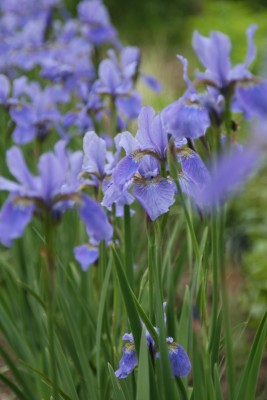 Bild von Iris sibirica My Love