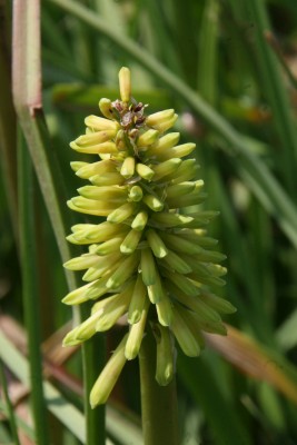 Bild von Kniphofia citrina