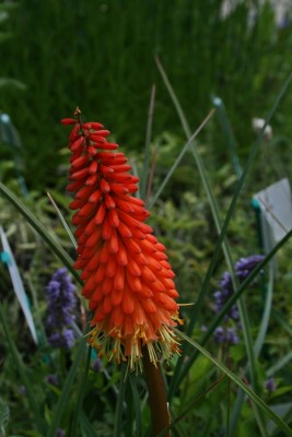 Bild von Kniphofia uvaria Alcazar