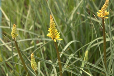 Bild von Kniphofia uvaria Rich Echoes