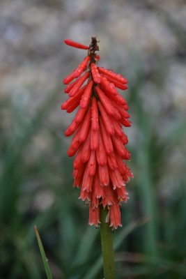 Bild von Kniphofia uvaria Roy Standard