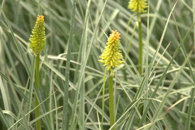 Bild von Kniphofia uvaria Moonstone