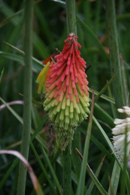 Bild von Kniphofia uvaria neue. engl.