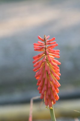 Bild von Kniphofia uvaria Grandiflora