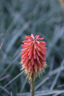 Bild von Kniphofia uvaria Feuerkerze