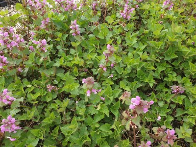 Bild von Lamium maculatum